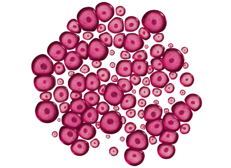 Cell Culture Reagents