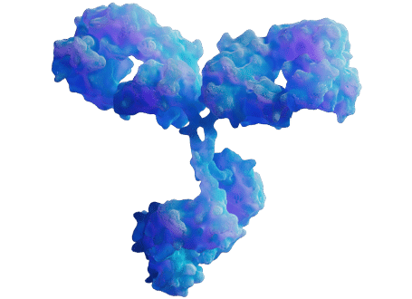 Antibodies
