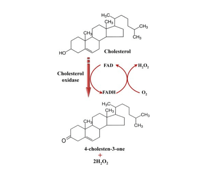 C06 Cholesterol Oxidase Assay Principle